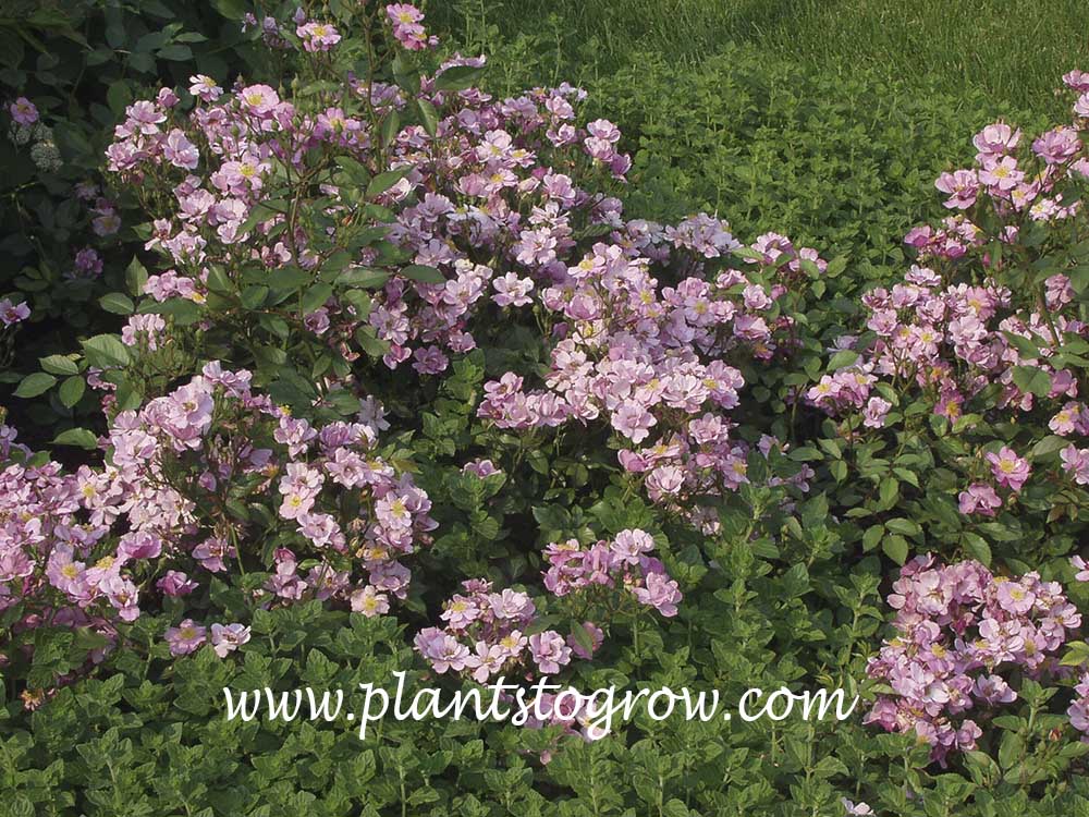 Lavender Dream Rose
(June 23)